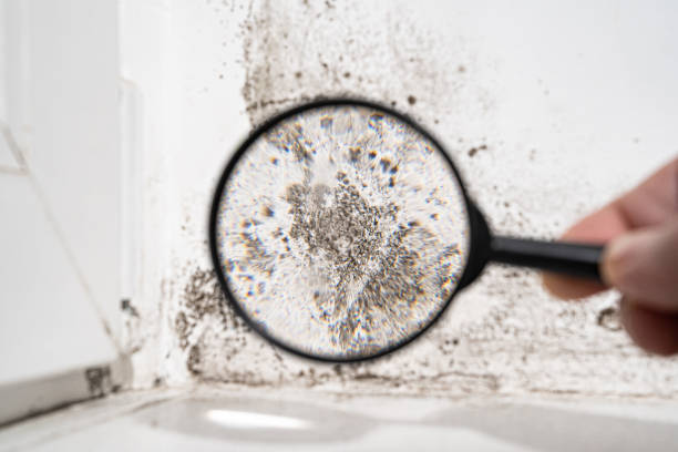 Best Mold Damage Restoration  in Mars, PA